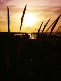 Close-up of silhouette plants on field against sky during sunset