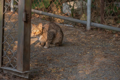 Cat sitting on a field