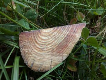 High angle view of dry leaf on field