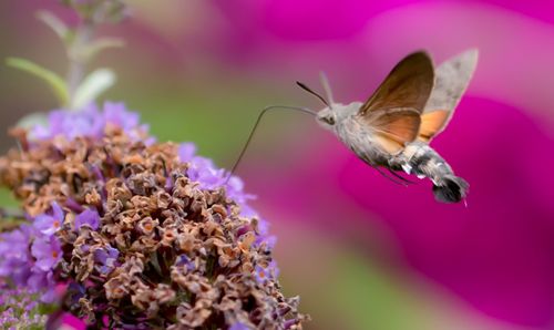 Close-up of butterfly pollinating on purple flower