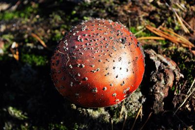 Close-up of mushroom growing on field