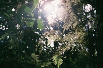 Low angle view of trees in forest