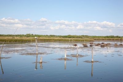 View of birds in lake against sky