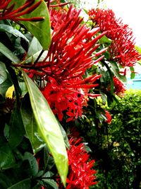 Close-up of red flowering plant