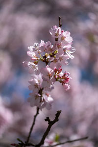 Close-up of pink cherry blossoms