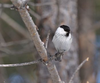 Close-up of bird perching on branch