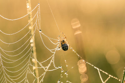 Close-up of spider on web