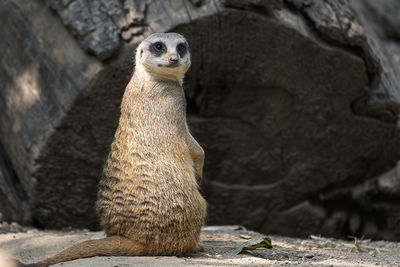 Meerkat lookout