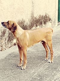 Close-up of dog standing outdoors