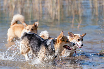 Several happy welsh corgi dogs playing and jumping in the water on the sandy beach