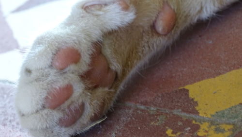 Close-up of dog sleeping