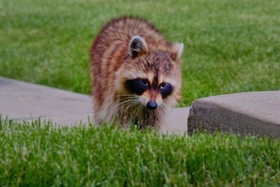 Portrait of an animal on grass