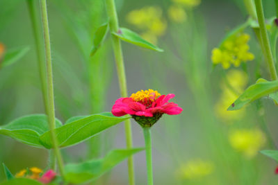 Close-up of pink flowers blooming outdoors