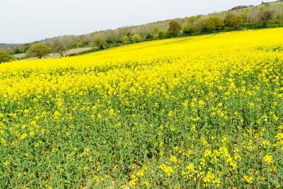 Scenic view of oilseed rape field