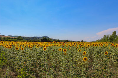 Scenic view of oilseed rape field against clear sky