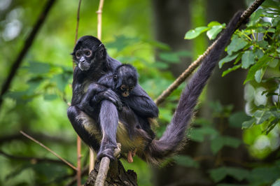 Close-up of monkey