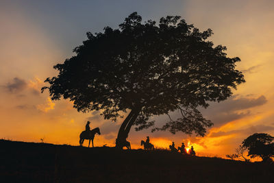 Cowboy on horse silhouetted against a large tree