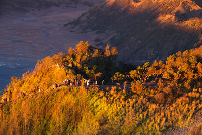 High angle view of trees on mountain during autumn