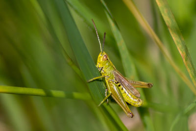 Single isolated green grasshopper hopping through the grass in search of food, grass, leafs