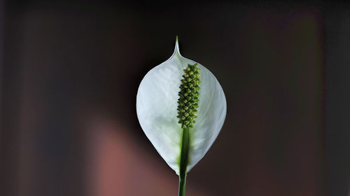 Close-up of flower over white background