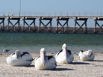 View of seagulls on bridge over sea against sky