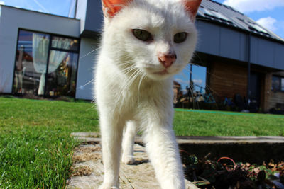 Cat on grass