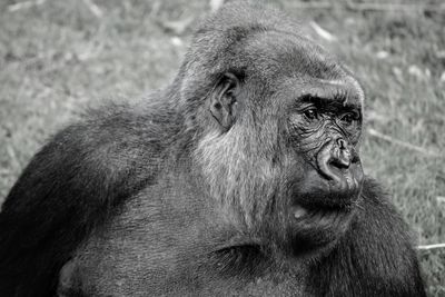 Portrait of gorilla