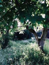 Plants growing on tree