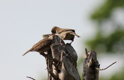 Low angle view of bird perching on branch against clear sky