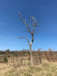 Tree on field against clear sky