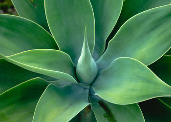 Full frame shot of flowering plant