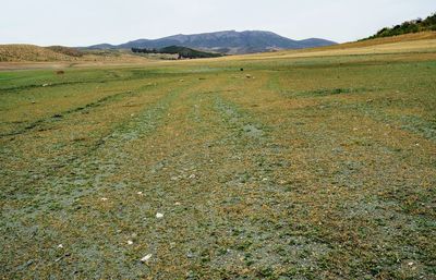 View of a field