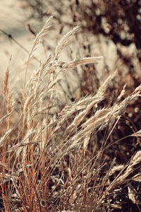 Close-up of wheat growing on field