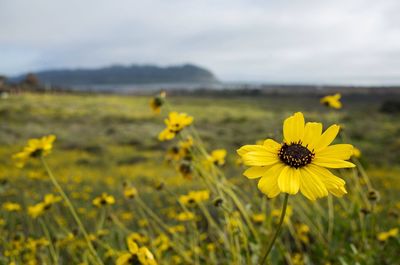 Close-up of yellow flowers blooming in field