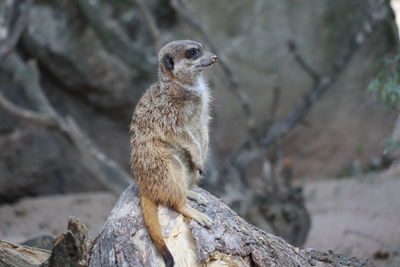 Squirrel sitting on rock