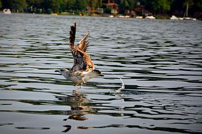 Close-up of duck swimming on lake