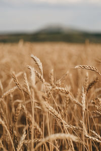 Close-up of stalks in field against the sky