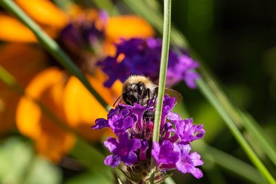 Close-up of bee pollinating on purple flower