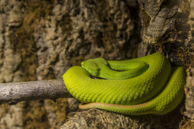 Close-up of green snake on tree