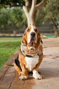 Portrait of dog sitting on tree with a snood headwear