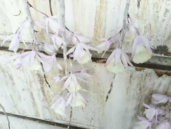 Close-up of white flowering plant