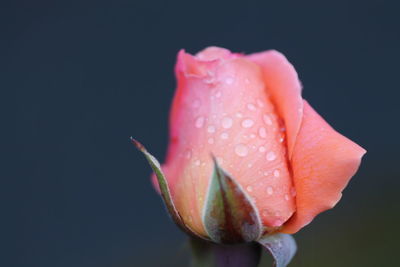 Close-up of wet rose against black background