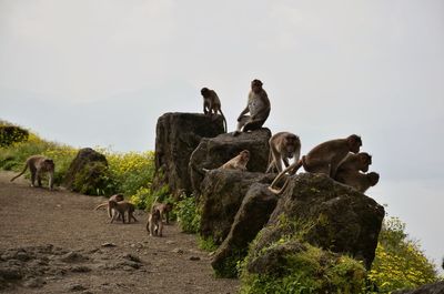Monkeys on rock against sky