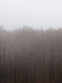 Panoramic shot of trees on field against sky