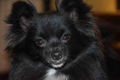 Close-up portrait of black dog