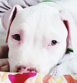 Close-up portrait of a dog