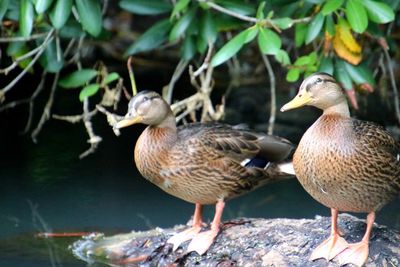 Mallard ducks