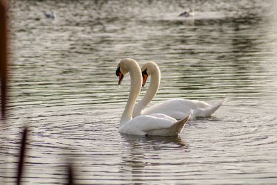 Swan swimming in lake animal behaviour mating season 