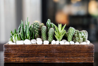 Close-up of potted plant on table