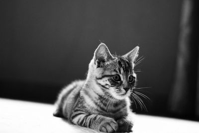 Close-up of kitten sitting on floor